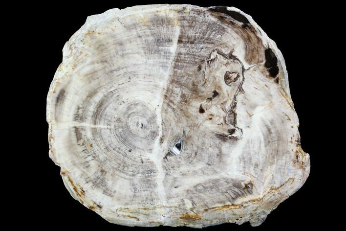 Petrified Wood (Bald Cypress) Slab - Saddle Mountain, WA #101182